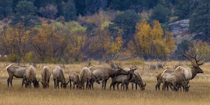 Plan Your Trip to Estes Park