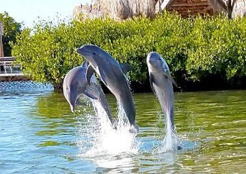 DOLPHIN RESEARCH CENTER